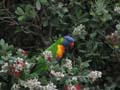 Rainbow Lorikeet